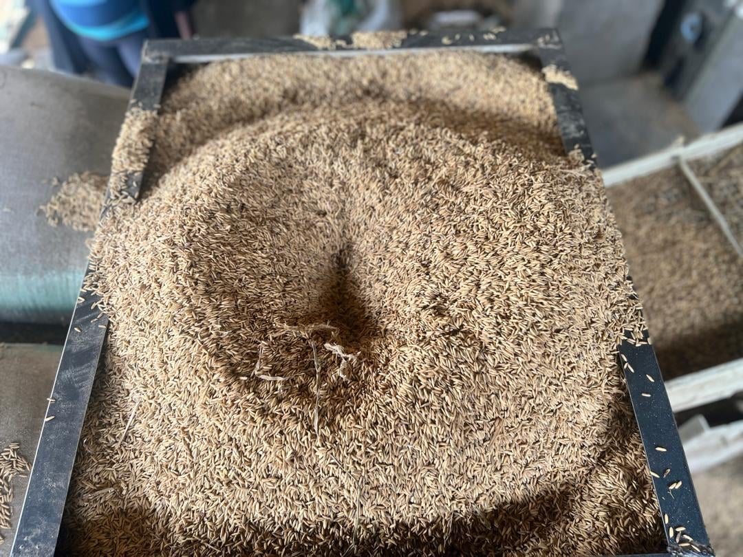 Raw paddy rice before milling at GT Rice Mills